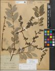 Foto von Salix myrsinifolia Salisb.
